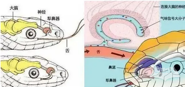 《超异能族》校长能力介绍