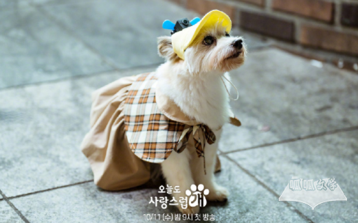 韩剧《今天也很可爱的狗》每周更新几集
